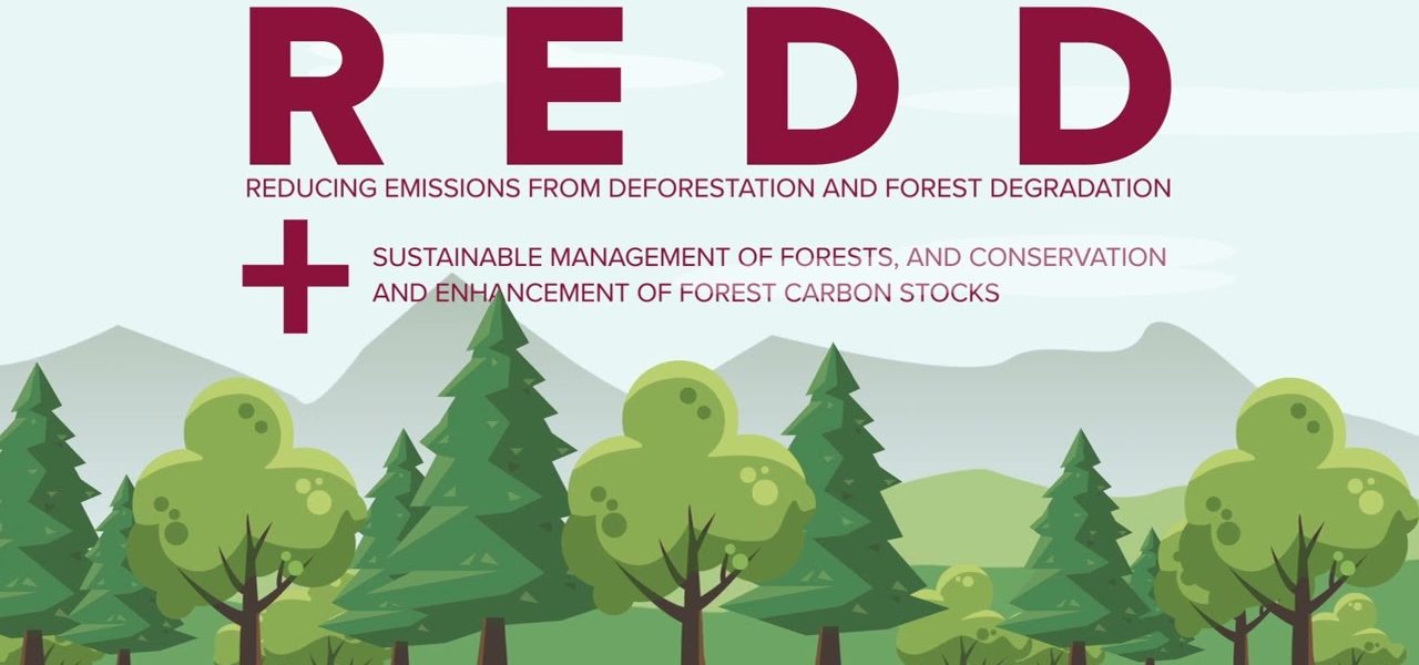 REDD+ and Forest Carbon Projects, Explained