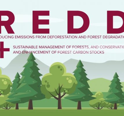 REDD+ and Forest Carbon Projects, Explained