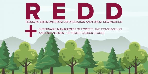 REDD+ and Forest Carbon Projects, Explained
